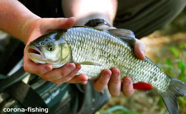kleń