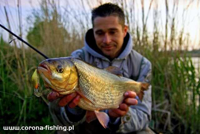 wobler na jazia