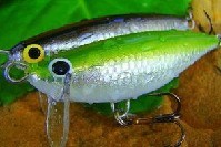 Asp Baits