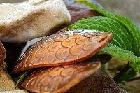 Salmon Trout Baits