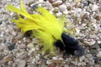 Zander Roosters