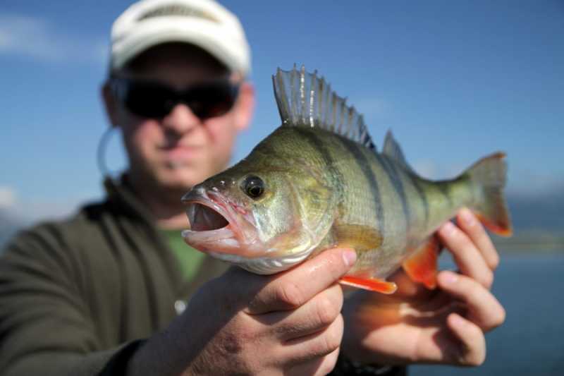 jesienne okonie z toni