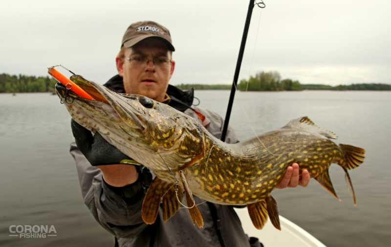 jak łowić szczupaki na jerki