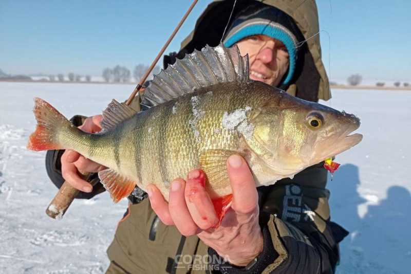okoń na balansówkę