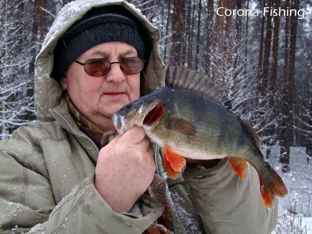 okoń na blaszke podlodową