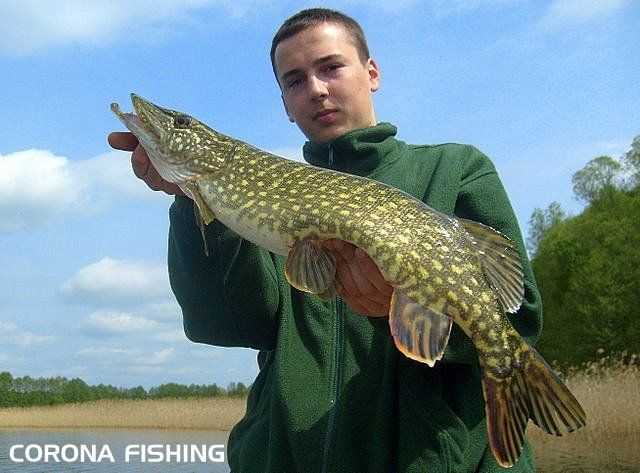 jak łowić szczupaki