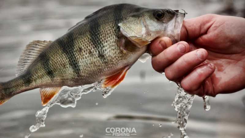 okoń na boczny trok