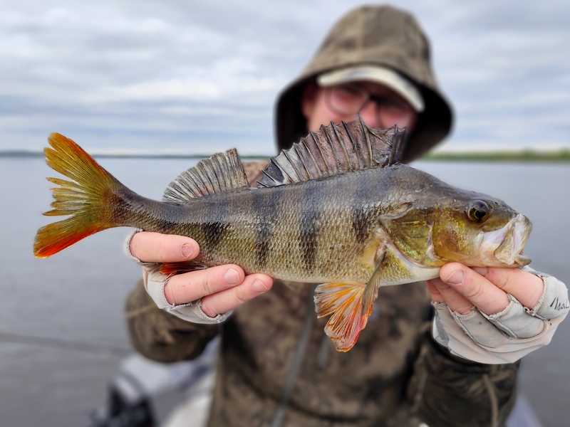 Ranking najlepszych przynęt na okonia