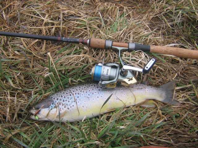 pstrąg na obrotówkę
