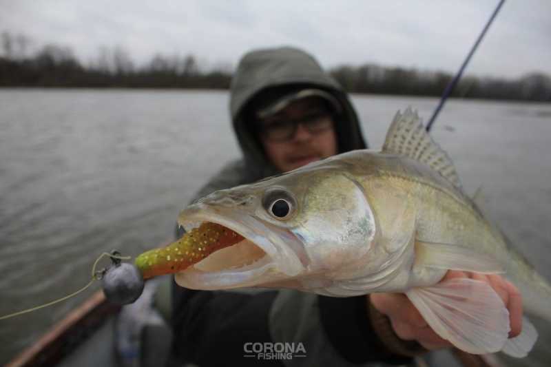 jak złowić sandacza z opadu