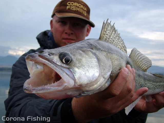 sandacz z głębokiej wody