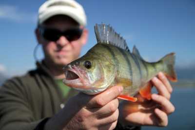 jesienne okonie z toni