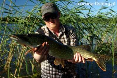 szczupak z trzcinowiska