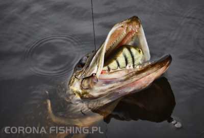 wobler jerk na szczupaka