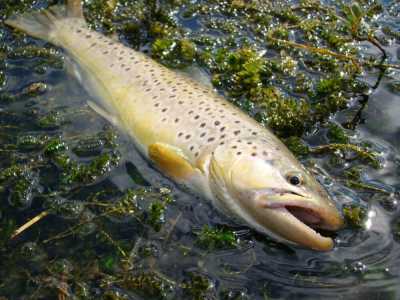 łowienie pstrąga latem