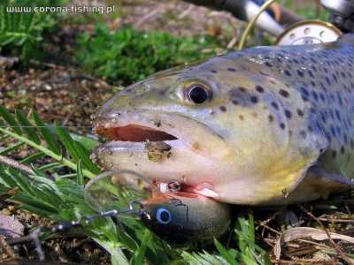 Pstrągowe porachunki