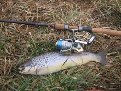 pstrąg na obrotówkę