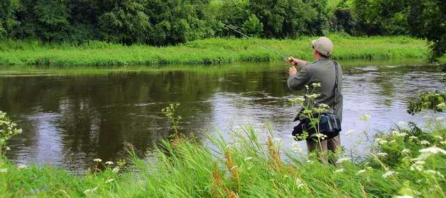 Stanowiska ryb w rzece