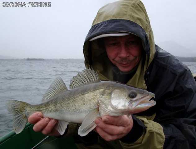 Jak łowić sandacza w głębokiej wodzie
