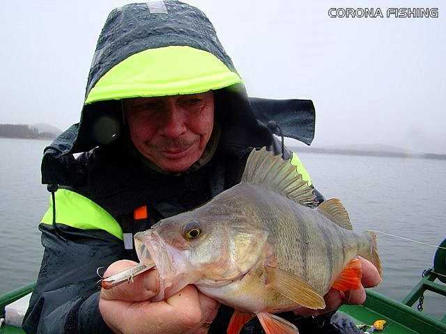przynęty na okonie