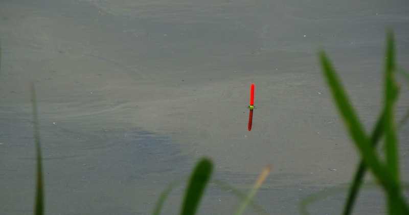 Bajka o byku i srebrzystych płociach.