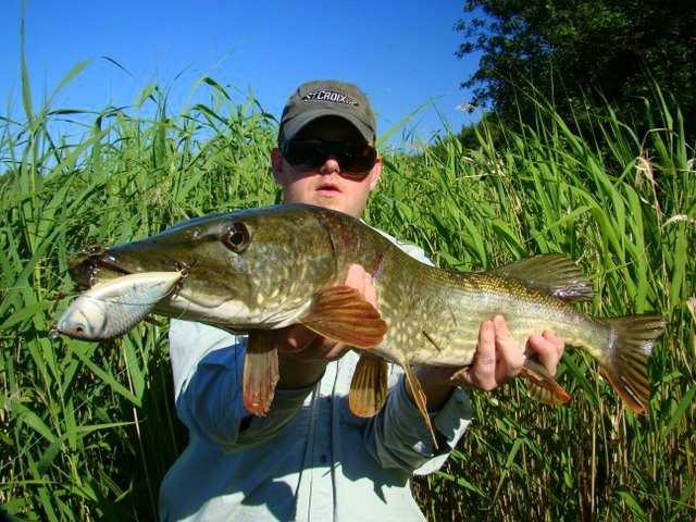 Baby na rowerach - czyli polowanie na Fińczyka.