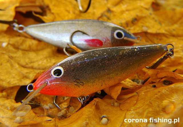 wobler krąpik szuszkiewicza