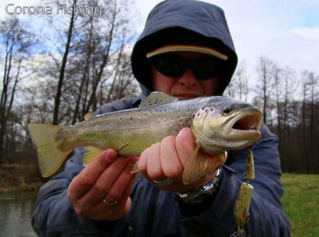 wobler łamany - pstrąg