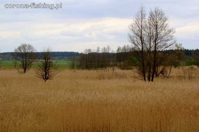 trzcinowiska nad mereczanką