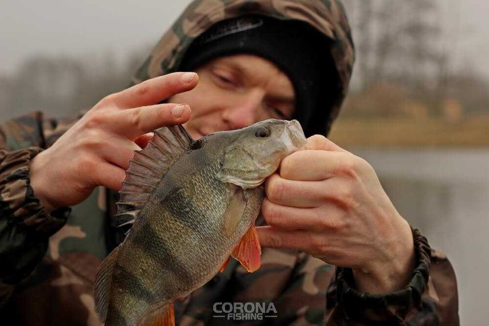 Okoń w grudniu na spininng