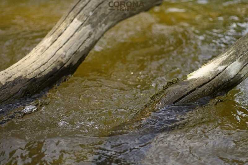Gdzie kucharek sześć, tam nie ma co jesć...
