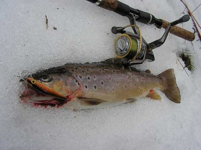 Przygotowania do pstrągowania.