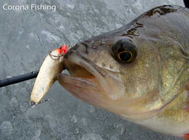 szuszkiewicz - podlodówki