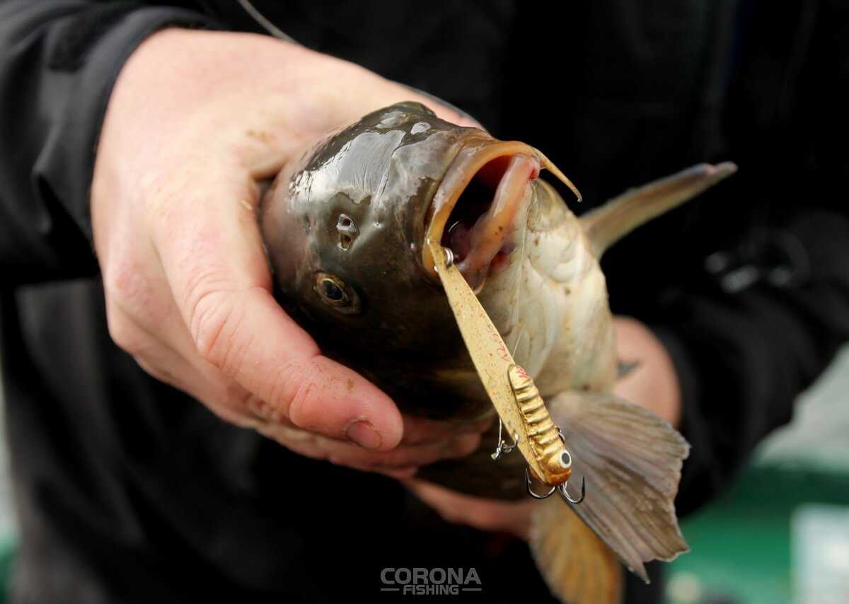 Cykady przynęty Szuszkiewicza