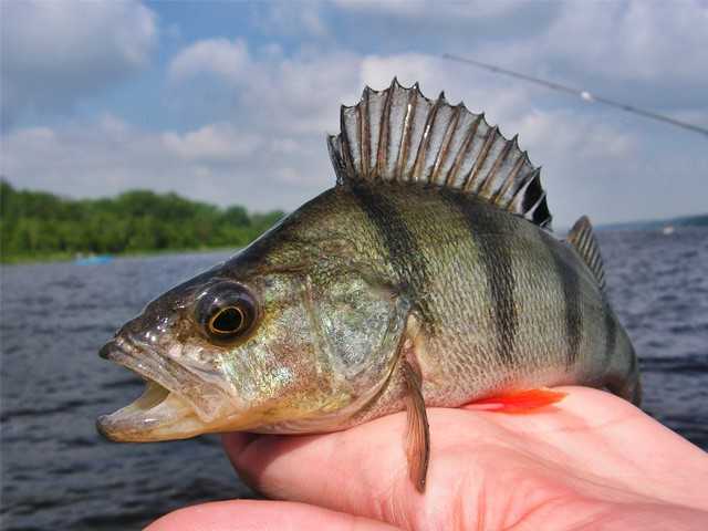 jak zrobić fotkę na rybach