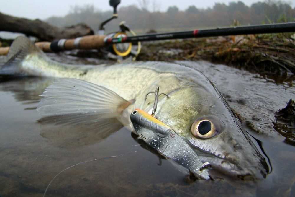 najlepsze przynęty na sandacza