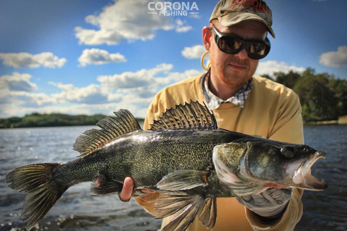 jak łowić sandacza w szwecji