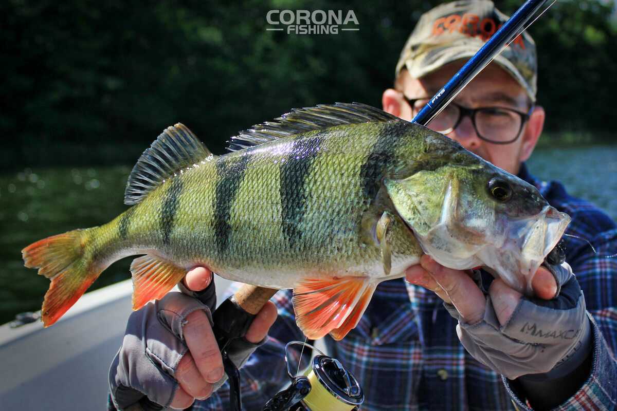 jaki kołowrotek do opadu