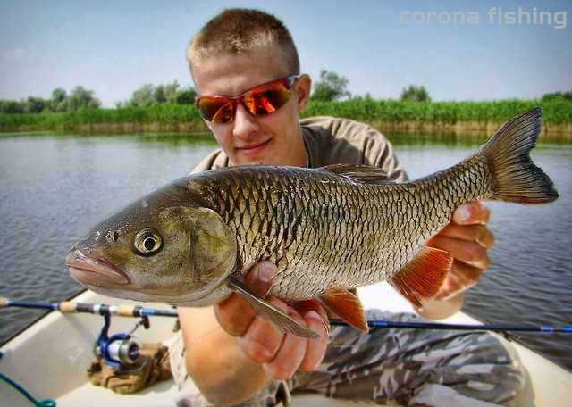 kleń rzeka spinning