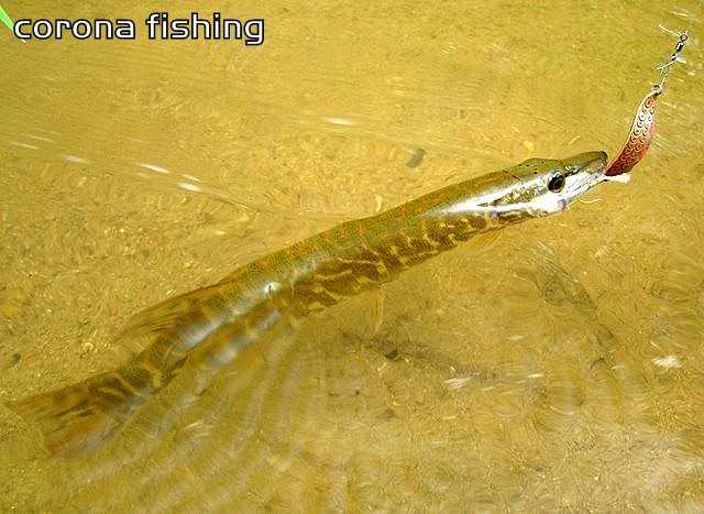 szczupak na wagadłówkę