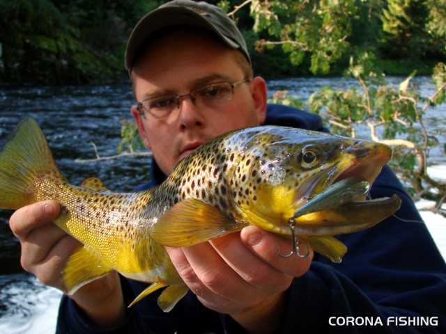 pstrągi skandynawia