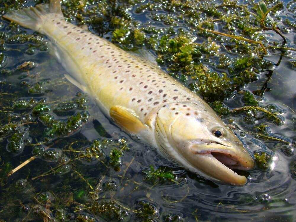 łowienie pstrąga latem