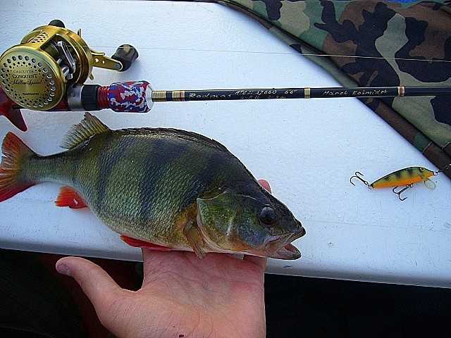 Gonię Okonie