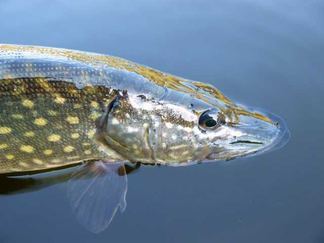 Kilka dni z życia szaleńca.