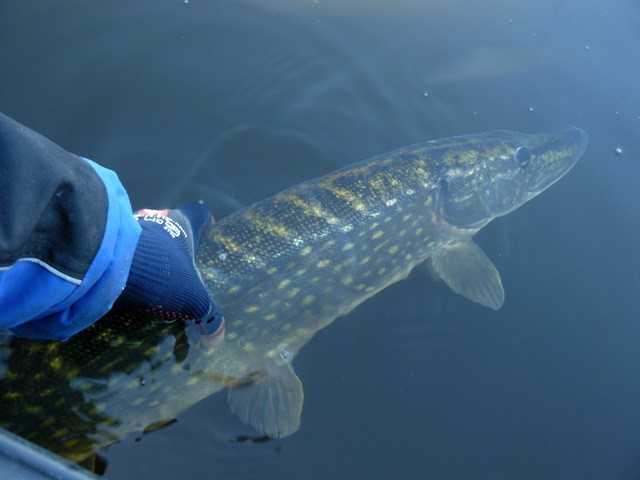 Kilka dni z życia szaleńca.