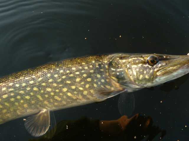 Kilka dni z życia szaleńca.