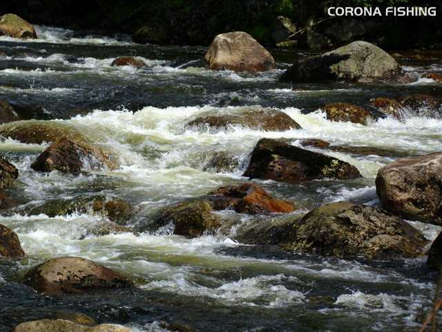 Deszczowe lorbaski... Czyli pstrągi w Norwegii.
