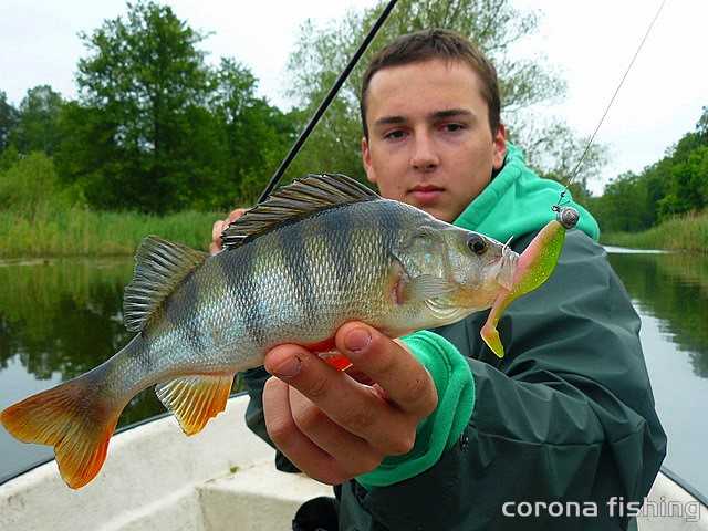 okonie w marcu na spinning