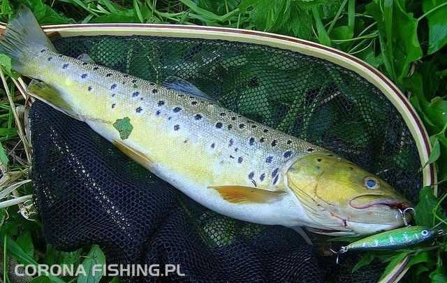 Pamiętnik starego Lorbasa