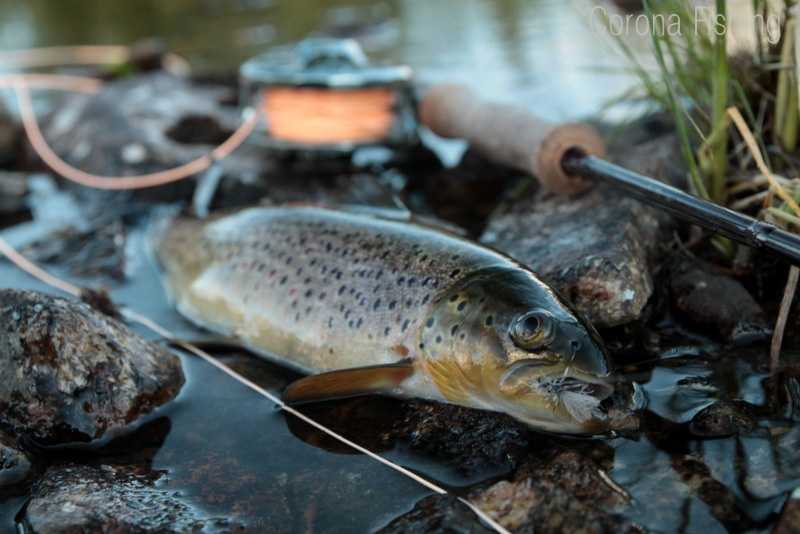 pstrąg na muchę